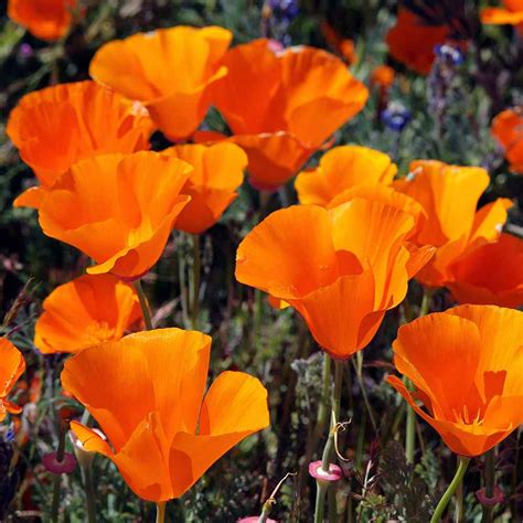 Eschscholzia Drought Tolerant California Poppy Wild Flower Seeds