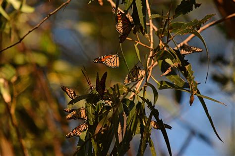 Monarch Butterflies at Natural Bridges State Beach - PORTS Program