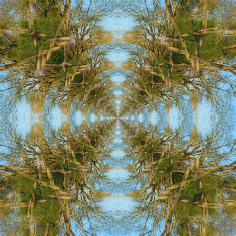 Tree Fractal by photographybypixie on DeviantArt