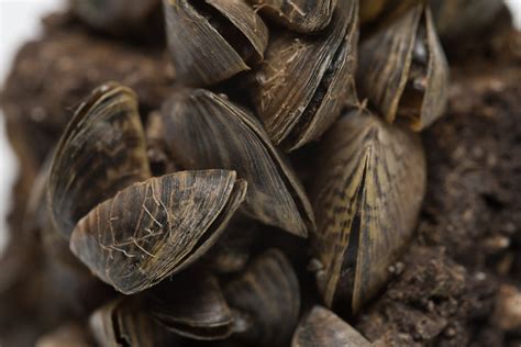 Zebra Mussels - Most Hostile Takeover by a Highly Invasive Underwater ...