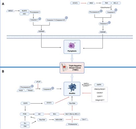 The key pyroptosis and anoikis pathways in triple-negative breast... | Download Scientific Diagram