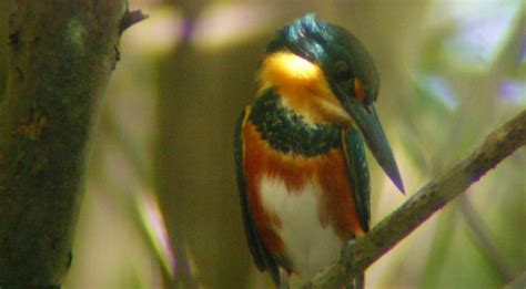 Trinidad & Tobago Bird-watching Holidays