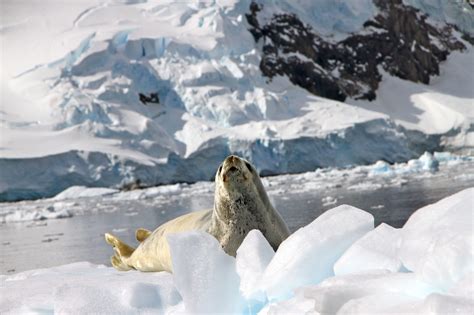 Mesmerised By The Wildlife In Antarctica