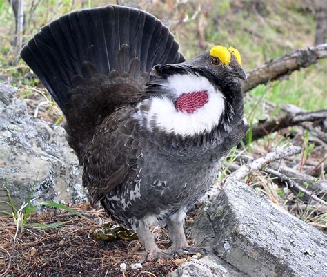 Pin von gbwf.org auf Grouse: Dendragapus (Blue Grouse) | Spezies