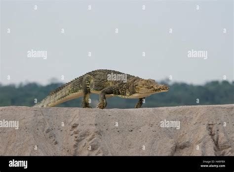 Nile Crocodile,running on land Stock Photo - Alamy