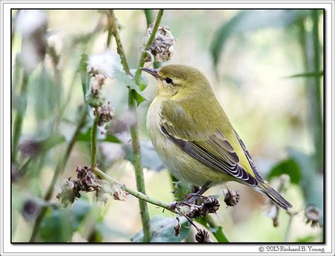 Utah Bird Records Committee - Sighting Record