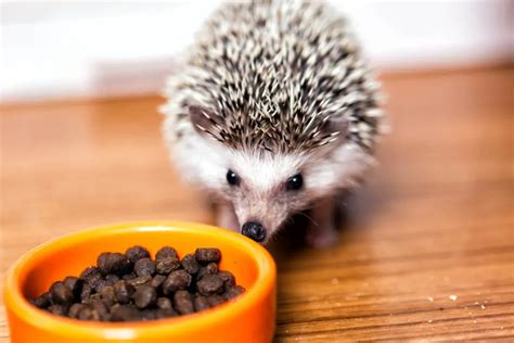 Hedgehog Food: What Can And Can’t They Eat? - Hedgehog Registry