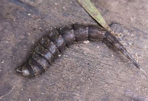 Horse Fly Larva from UK - What's That Bug?