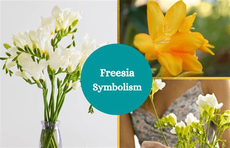 Freesia – Symbolism and Meaning - Symbol Sage