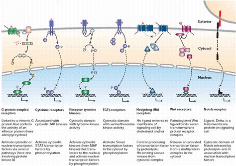 cell surface signaling receptor - 3 common types: G protein-coupled receptors, Receptor protein ...