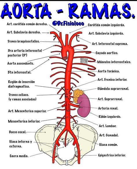 Pin de Andrea Otero en Aparato Cardiovascular | Cosas de enfermeria, Anatomía médica, Material ...