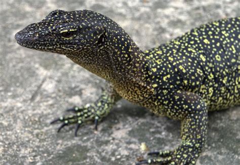 "Lost" monitor lizard species rediscovered in Papua New Guinea - CBS News