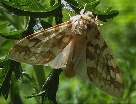 Spotted Tussock Moth: Identification, Life Cycle, Facts & Pictures