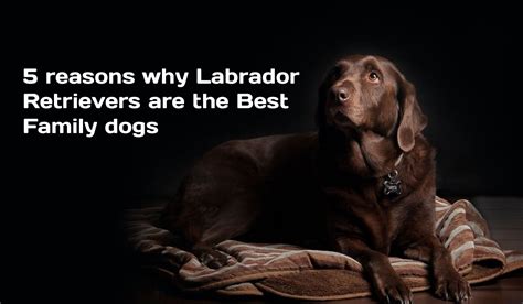 5 reasons why Labrador Retrievers are the Best Family dogs - Labrador ...