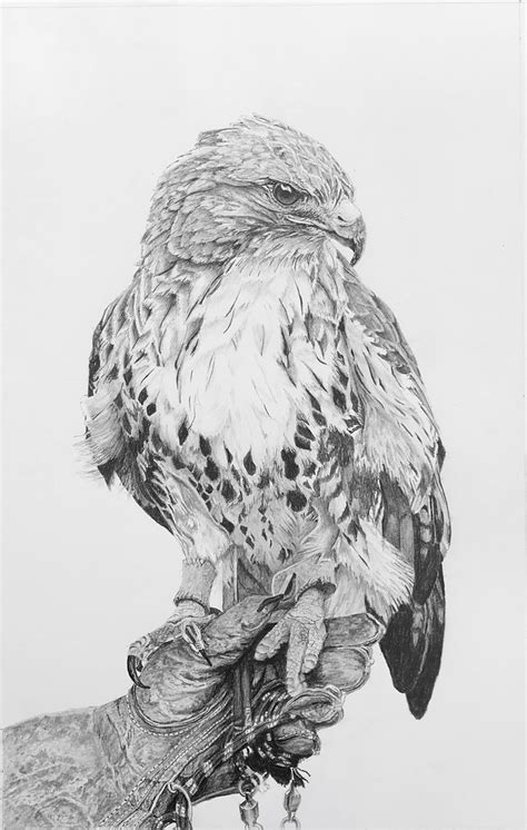 Red tailed hawk | This weeks drawing is a red tailed hawk, d… | Flickr