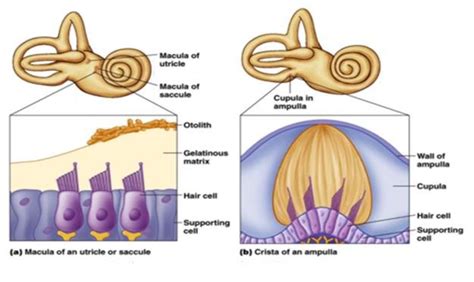 Otolith Organs And Semicircular Canals