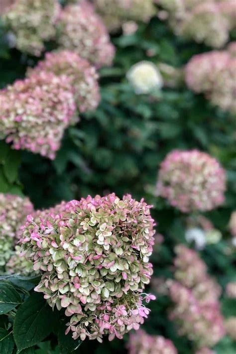 Little Lime Hydrangea Care: A Gardener’s Guide To Dwarf Limelight ...