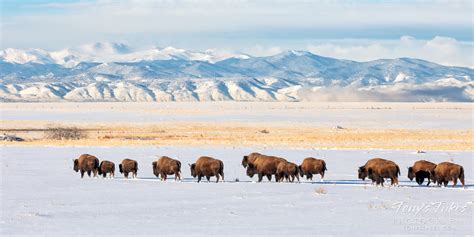 Bison herd on the move on the snow-covered Great Plains | Tony's Takes Photography