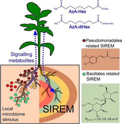 Rhizosphere microbiome mediates systemic root metabolite exudation ...