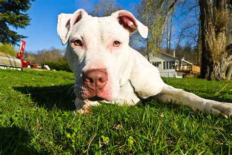 8 Reasons To Consider Adopting A Deaf Dog