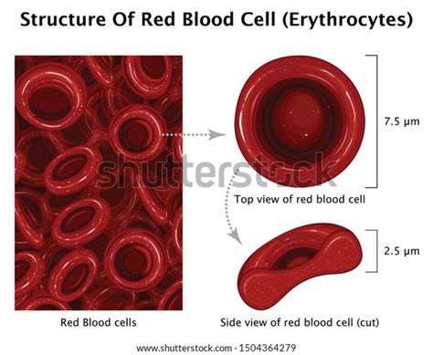 White Blood Cell Labeled