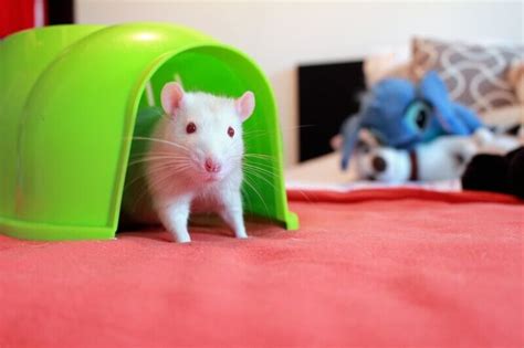 Pet Rat Care Guide 101: Rat Care in 9 Steps | Animallama