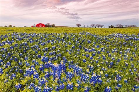 What Is The Texas State Flower? - WorldAtlas