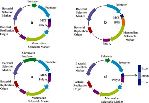 Schematic of mammalian expression vector components (revised from). a ...