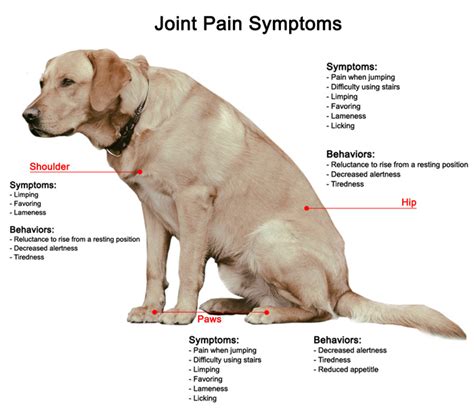 Symptoms Of Arthritis In A Dog - Gegu Pet