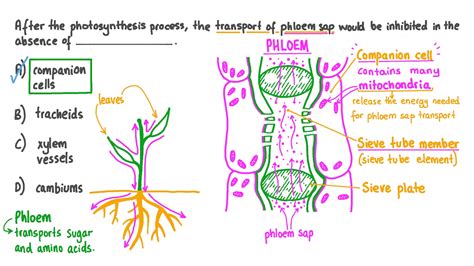 Question Video: Identifying an Essential Structure for the Transport of Phloem Sap in Plants | Nagwa