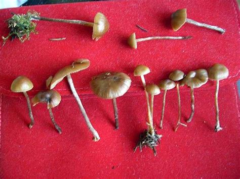 Psilocybe silvatica - Wikiwand