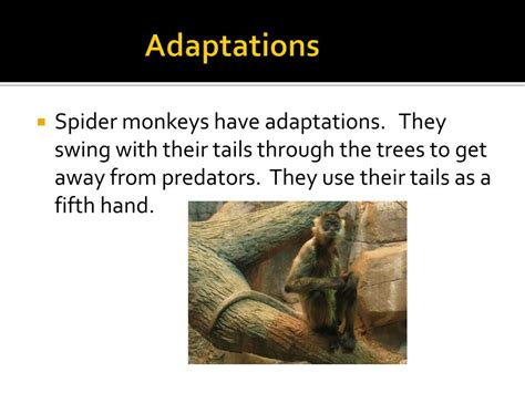 PPT - Spider Monkey PowerPoint Presentation, free download - ID:2010739