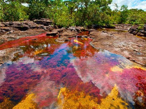 Rainbow River in Colombia might be your ideal holiday destination for ...