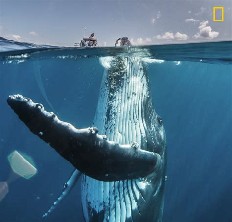 Mejores FOTOGRAFÍAS NATIONAL GEOGRAPHIC 2019. +ojo datos - Forocoches