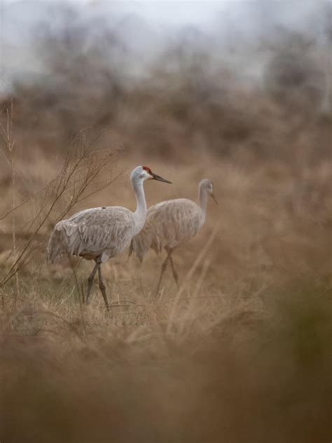 New favorite shot for me! Some Sandhill Cranes visiting my area for a ...