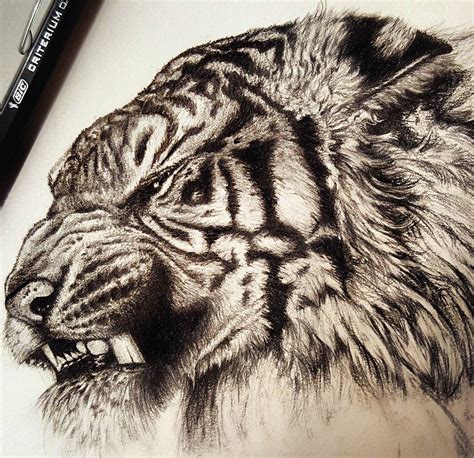 Angry-tiger by bencky2k on DeviantArt