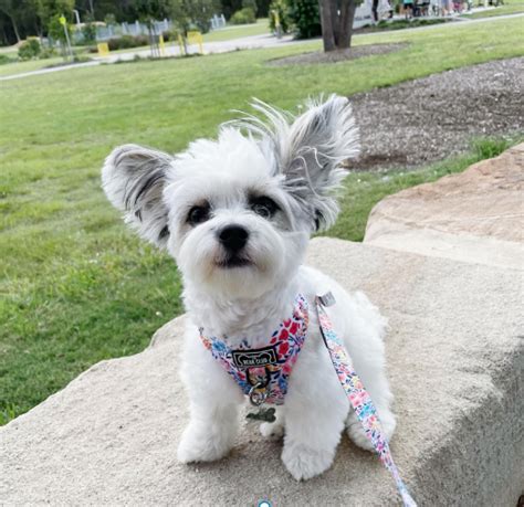 Want to Meet A Malchi Dog? Introducing the Maltese Chihuahua Mix [with photos] - Rocky Kanaka