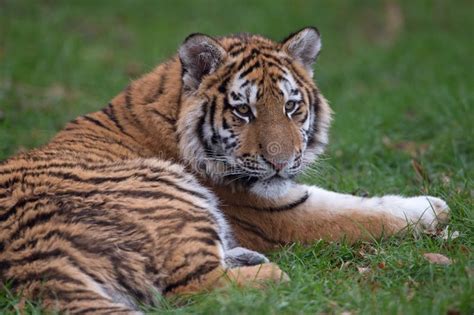 Siberian Tiger Cub (Panthera Tigris Altaica) Stock Photo - Image of feline, russia: 69586952