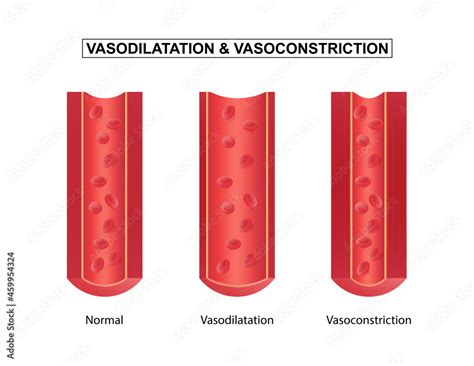 Vasodilation and vasoconstriction. comparison of Blood vessels. Stock ...