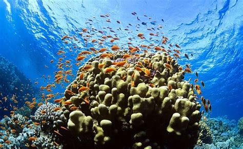 Ecosistemas de arrecifes coralinos se pierden en la Península de Yucatán