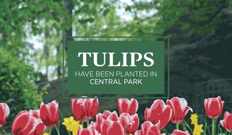 Tulips and Daffodils - Central Park Conservancy