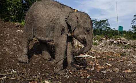 Palm oil's forgotten victims: Sumatran elephants suffer in rush for ...