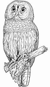 Backyard Animals And Nature coloring Books Free pages – Artofit sketch template