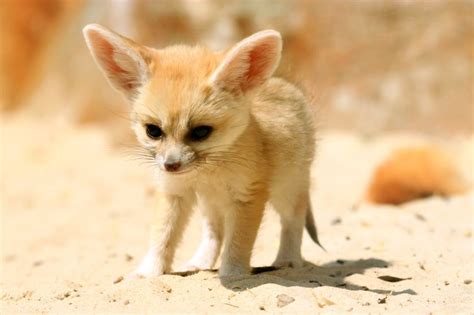 Fennec fox | The Life of Animals