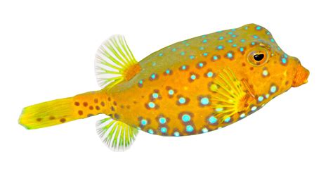 Boxfish - Hobbyist & Retailers | Piscine Energetics