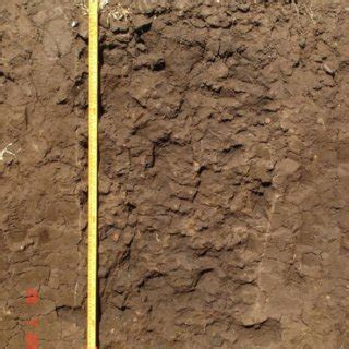 Dark Alfisol typical soil profile | Download Scientific Diagram