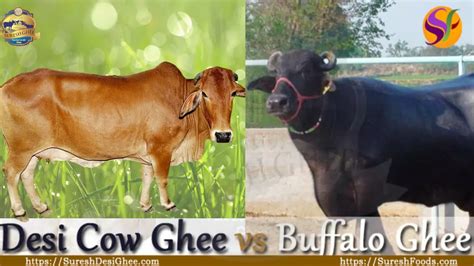 Cow Ghee Versus Buffalo Ghee | Which Is Bette