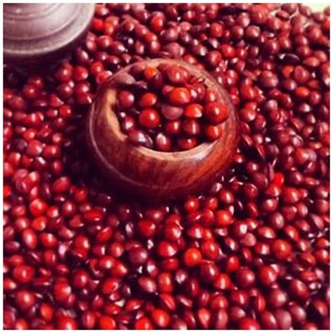 Buy Tree Seeds Seeds Of Adenanthera Pavonina Red Sandalwood Coral Wood ...