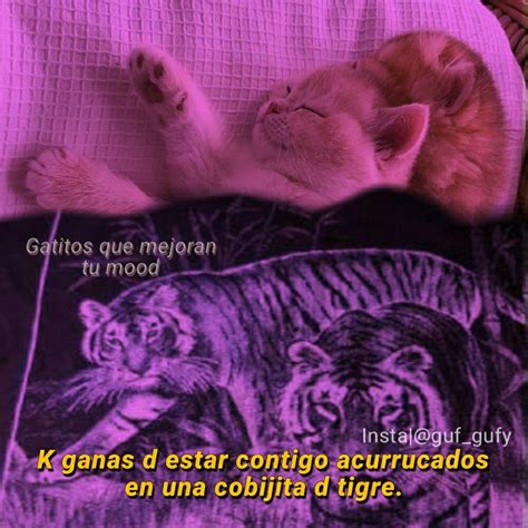 two kittens sleeping on top of a bed next to each other with caption in spanish