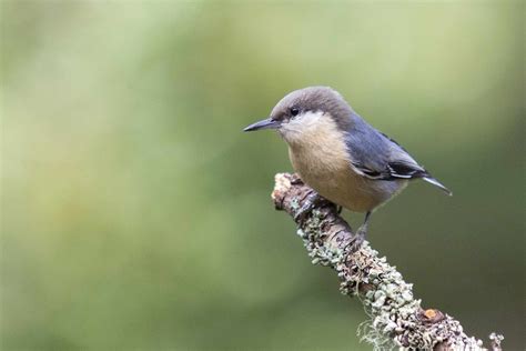 20 Pygmy Animal Species From Around the World